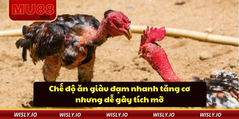 Chế độ ăn giàu đạm nhanh tăng cơ nhưng dễ gây tích mỡ